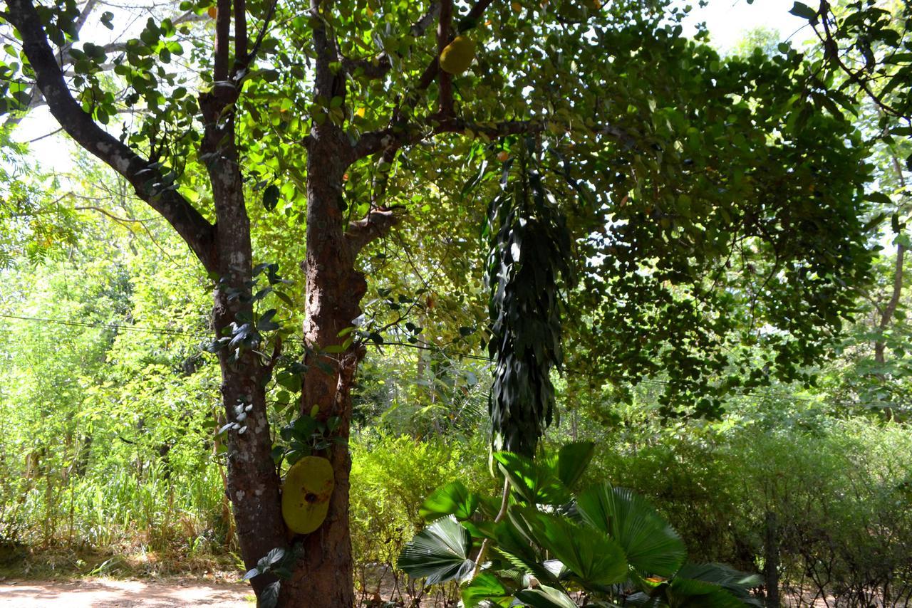 Sigiriya Freedom Lodge ดัมบูลลา ภายนอก รูปภาพ